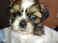 Shih Tzu Welpen - Cloppenburg