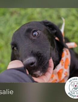 Rosalie: Hundekind sucht ein Zuhause - Kirchzell