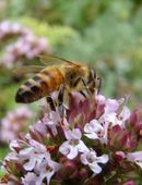 Thymian Deutscher Winter Samen rosa Blumen Blüten Pflanze Thymian Kräuter Wildkräuter heimisch kochen Balkon Garten planen Pflanze Hochbeet Thymiane Muttertag winterhart mehrjährig Kochen Biene garden Beet Deutsches Saatgut SWR Vatertag Bio Samen in 74629