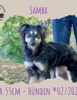 Samba - Rotenburg (Fulda)