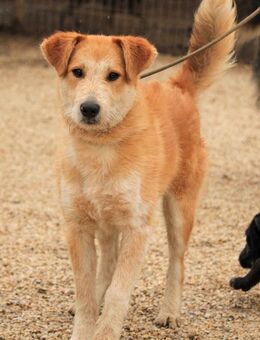 Bocskor VA-Verspielter Schatz sucht Dic - Neustadt (Rübenberge)