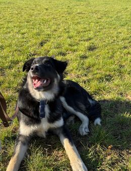 Unser großer Hof- und Haushund Mischling Tyson 60 cm groß, ca 9 Monate alt , sehr menschenbezogen , freundlich - Angern