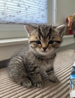 BKH Kitten 7 Wochen alt - Krefeld