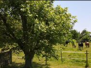 Privatverkauf: Haus mit großem Garten und Scheune für Pferdehaltung oder Biohof o.ä. - Sonneborn