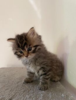 Süße BLH-Mix Kitten suchen neues zu Hause - Kreischa