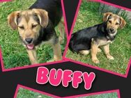 Süße Buffy- auf Pflegestelle in 91278! - Nürnberg