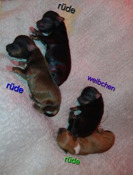 Pomchi Chiuhuahua Pomeranian zwergspitz welpen - Bad Kissingen