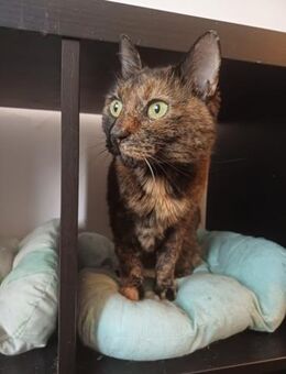 ✨Einzelkatze Mathilda ✨ - Eislingen (Fils)