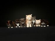 Reinrassige Maine Coon Kitten mit Stammbaum - Bad Oldesloe Zentrum