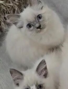 Zwei Ragdoll Katzinnen suchen noch ihre Für-Immer-Zuhause ! - Kall