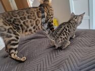 Bengal-Russisch Blau Edelmix - Schöppingen