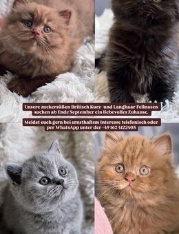 Britische kitten vom Zucht - Pirna Zentrum