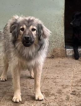 💚 Neugieriger Junghund Oliver 💚 - Eislingen (Fils)