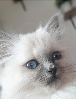 Heilige Birma Kitten Wurfplanung 2026 - Auerbach (Vogtland)