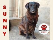 kleine Sunny sucht ein Zuhause oder PS - Margetshöchheim