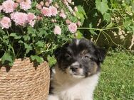 Australian Shepherd - Heldrungen