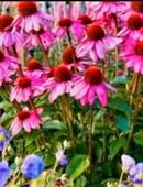 SUCHEN WOHNUNG MIT EIGENEM GARTEN in 63739