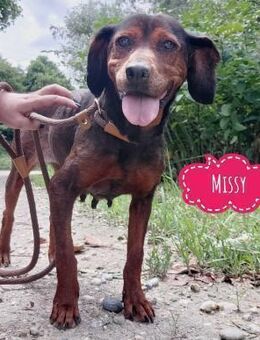 Missy eine sanfte Seele braucht Liebe - Flörsheim-Dalsheim