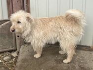 Xena - aufgeschlossen und lernwilig - Westerholt