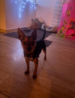 Süßer kleiner Prinz - Lünen