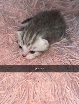 Babykatzen - Hamburg Bergedorf