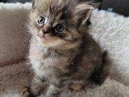 Main coon Kitten reinrassig - Nalbach