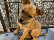 🐶Verspielter Welpe Ruby sucht dich! ☀️ - Eislingen (Fils)