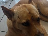 Hund abzugeben - Frankenthal (Pfalz)