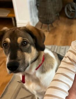 Ella sucht ihr Für-immer-Zuhause 🧡 - Lage (Nordrhein-Westfalen)