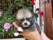 Pomeranian Zwergspitz - Laudenbach (Bayern)