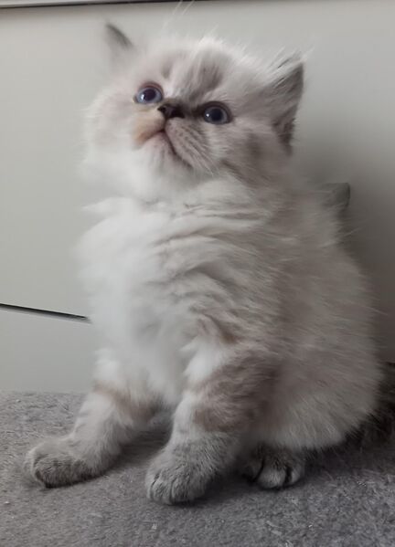 Britisch Kitten - Erbach (Hessen)