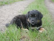 Appenzeller Australian Shepherd Welpe - Hude (Oldb)