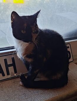 Einzigartige, eher kleine Glückskatze (mehrfarbig) ❤️❤️❤️ - Südlohn