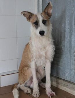 Manu - der Verspielte - Langen (Hessen)