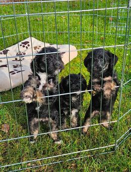 Jackiepoo Welpen ( Parson Jack Russel / Pudel Mix) - Erlangen