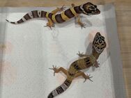 Leopardgecko NZ - Danndorf