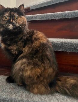 Perser Katze - Frielendorf