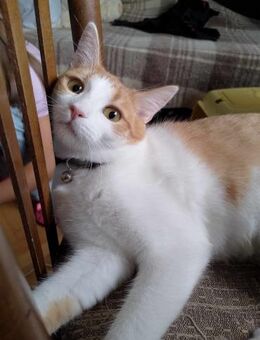 Süßes Katzenmädchen SUNNY sucht♥️ - München