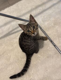 Verspielte liebevolles weibliches kitten abzugeben. 6 Monate alt . - Kaufbeuren Zentrum