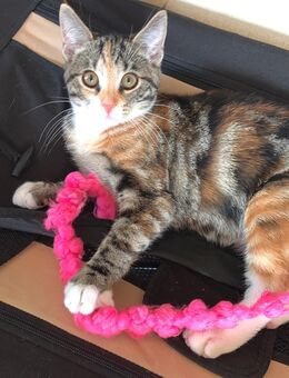 Hauskatze - Herford (Hansestadt)