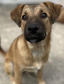 Balu - Verschmuster, charmanter Junghund - Berlin