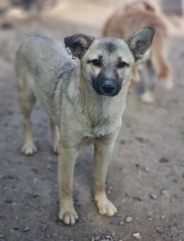 Maya die Süße! - Schwaig (Nürnberg)