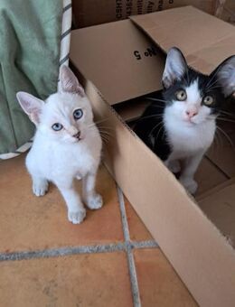 Miko & Tako- Ungleiche beste Freunde - Bad Camberg