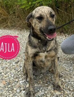 Ajla eine sanfte wundervolle - Flörsheim-Dalsheim