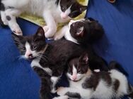 Kitten ( katzenbabys) - Münchenbernsdorf