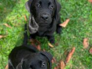 Labrador Welpen - Gerstetten