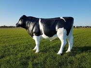 Holstein Bulle lebensgroß der mit seiner Größe und Erscheinung beeindruck und wann kaufen Sie einen solchen 3D Lebensgroßen Bullen ? - Heidesee