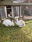 Liebe Zwerghäschen Zwergkaninchen abzugeben in 83533