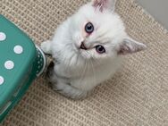 BKH mix Kitten - Lohfelden