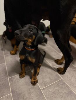 Die letzten zwei Dobermann Welpen! - Birkenfeld (Rheinland-Pfalz)